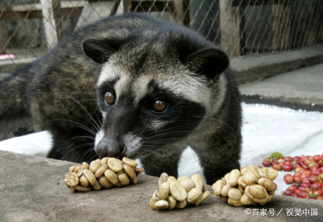 四大动物香料之一,属它产量最高,如何养殖是关键